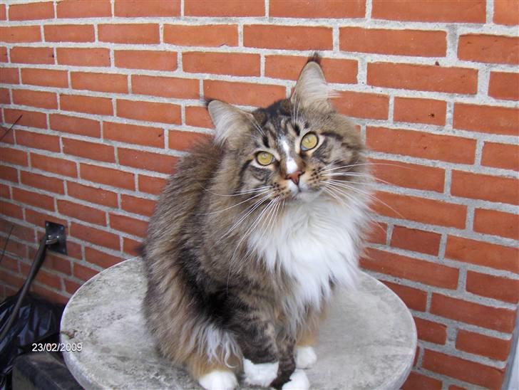 Maine Coon Hopeless Tribes Qato billede 17