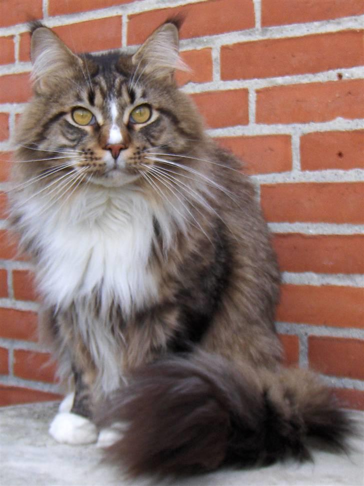 Maine Coon Hopeless Tribes Qato billede 19