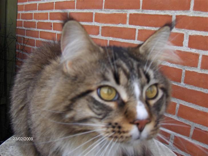 Maine Coon Hopeless Tribes Qato billede 20