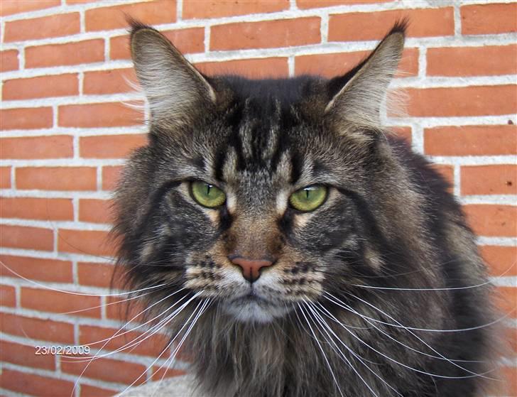 Maine Coon Red Line's Santee Sioux  billede 11