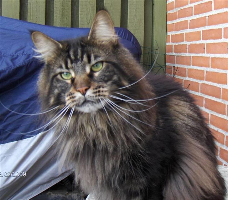 Maine Coon Red Line's Santee Sioux  billede 13