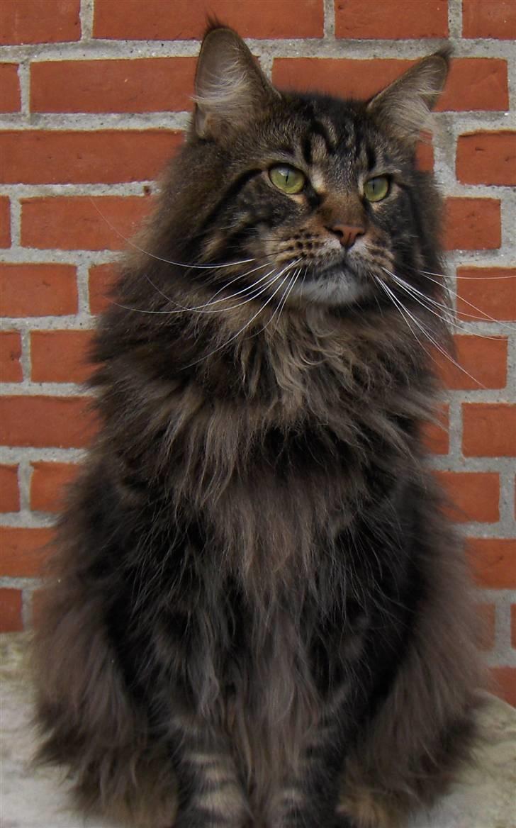 Maine Coon Red Line's Santee Sioux  billede 14