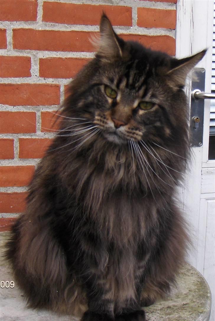 Maine Coon Red Line's Santee Sioux  billede 15