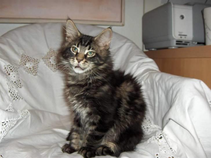 Maine Coon Red Line's Santee Sioux  billede 19