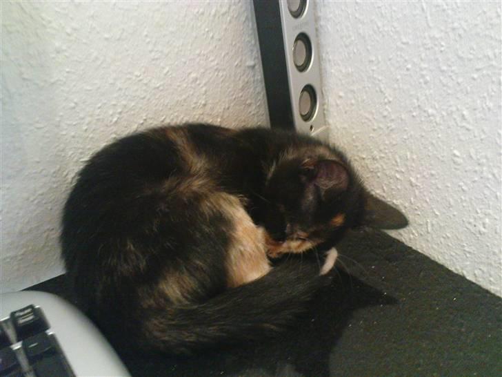 Huskat lille mis billede 8