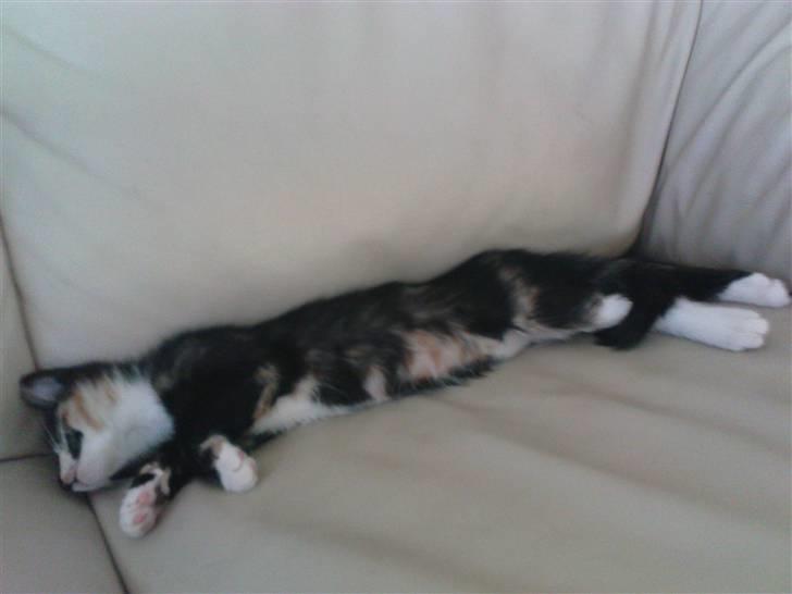 Huskat lille mis billede 9