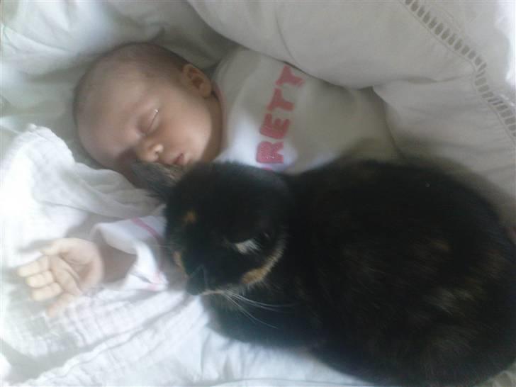 Huskat lille mis billede 10