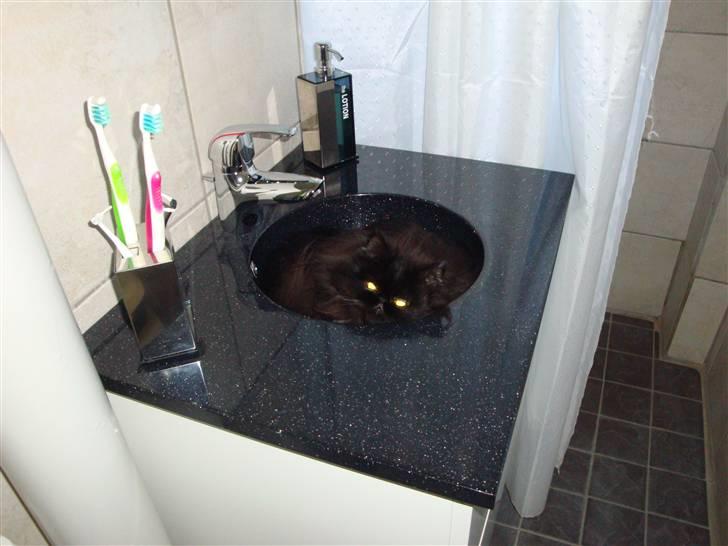 Perser Queenie billede 14