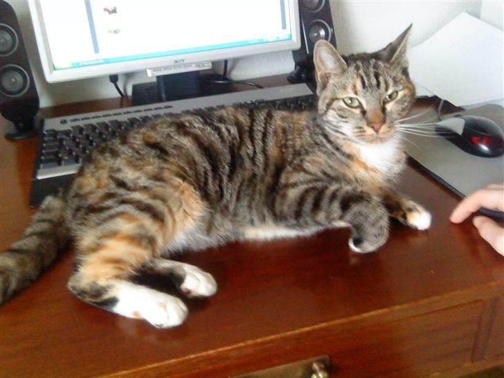 Huskat Mercedes <"33 til salg - 18. hvad laver du på com. foto. P. Christensen billede 18