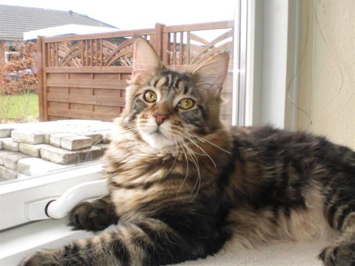 Maine Coon Tiger billede 17