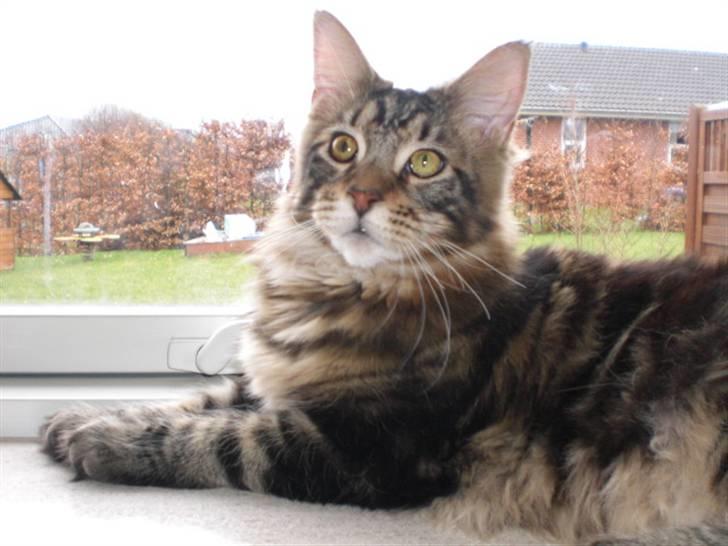 Maine Coon Tiger billede 18