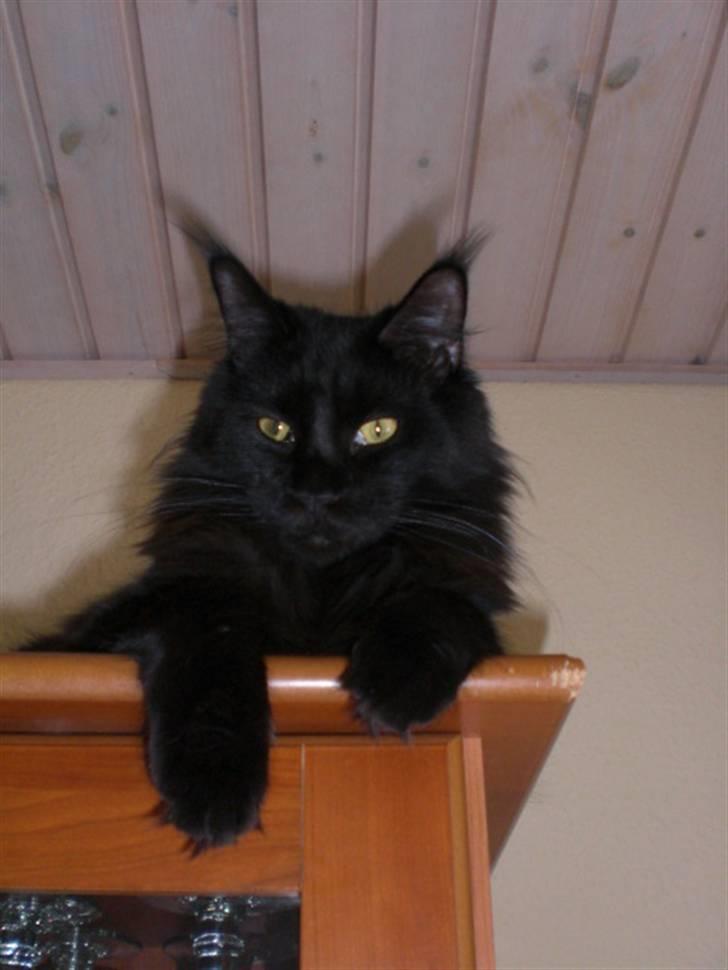 Maine Coon Toffe - Jeg har lige tygget lidt i hjørnet på reolen billede 18