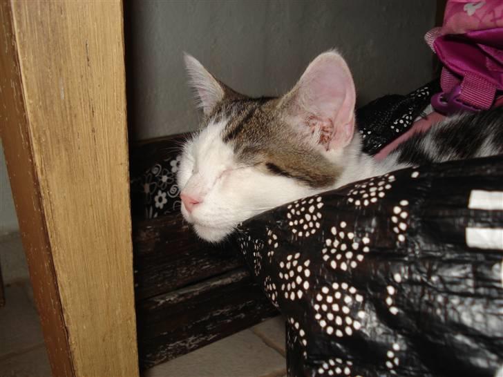 Blanding af racer | Lucky | Min!<3 billede 10