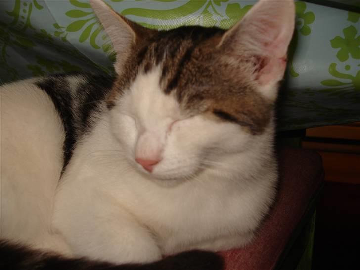 Blanding af racer | Lucky | Min!<3 billede 11