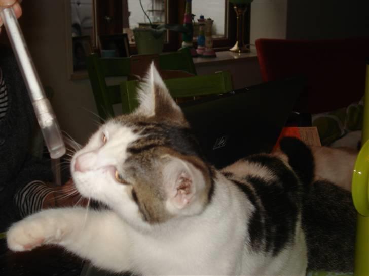 Blanding af racer | Lucky | Min!<3 billede 12