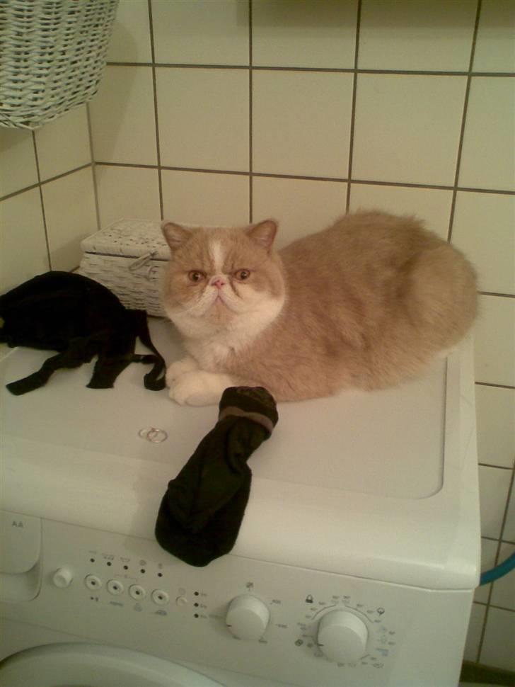 Exotic Lillemand - Vasketøjets vogter... kun det rene må komme ind i maskinen.... billede 15