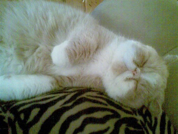 Exotic Lillemand - En rigtig racekat, sover da med pude, der matcher i farverne..;o) billede 16