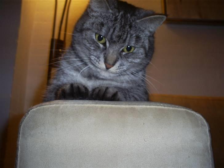 Huskat Fede Mis *Hjemme igen:o)* billede 8