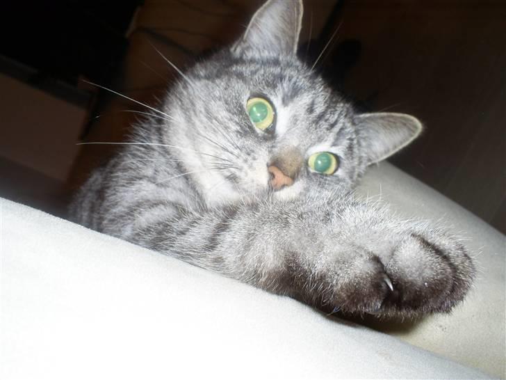 Huskat Fede Mis *Hjemme igen:o)* billede 9