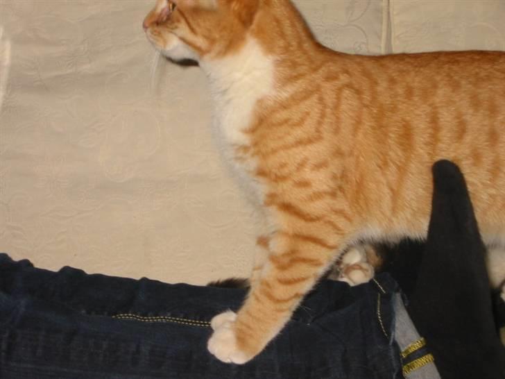 Huskat Brombass - tør jeg det her eller hvad det tror jeg ikke helt. gid lasse var her <3 billede 4