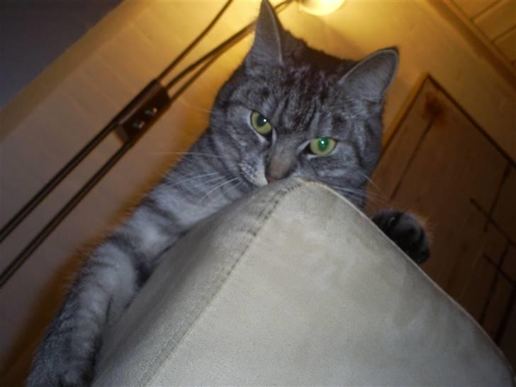 Huskat Fede Mis *Hjemme igen:o)* billede 10