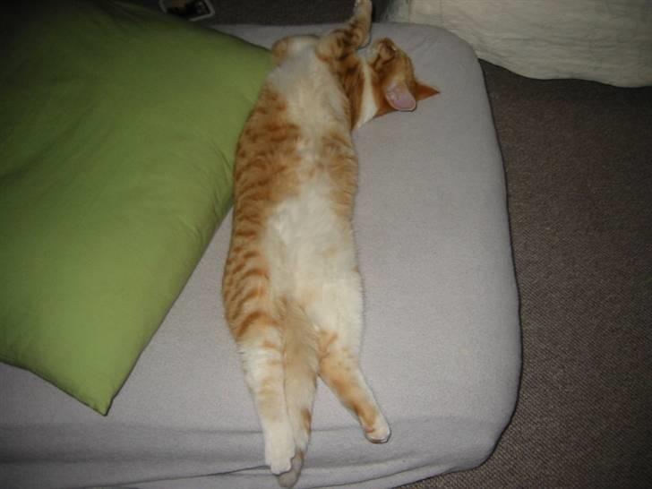 Huskat Brombass - godnat vi ses i drømmeland billede 5