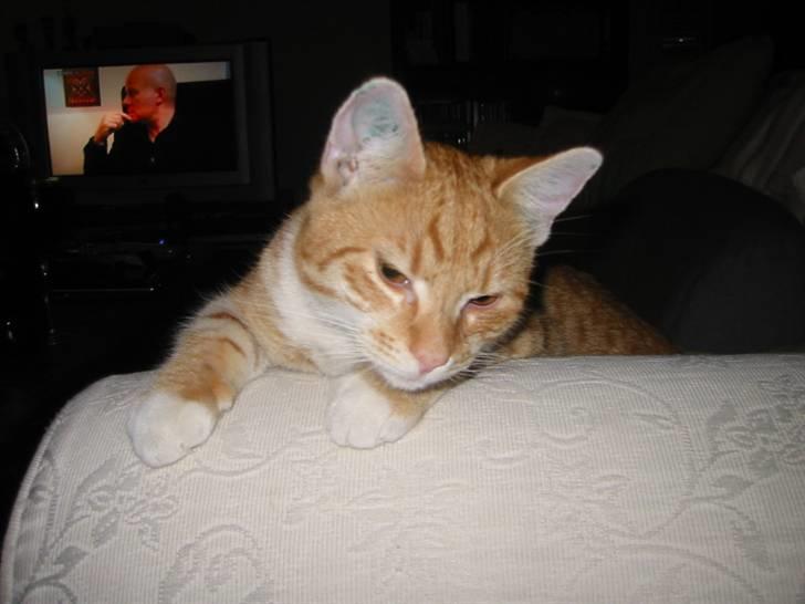 Huskat Brombass - er jeg ikke bare nuller se mig lige<3  billede 6