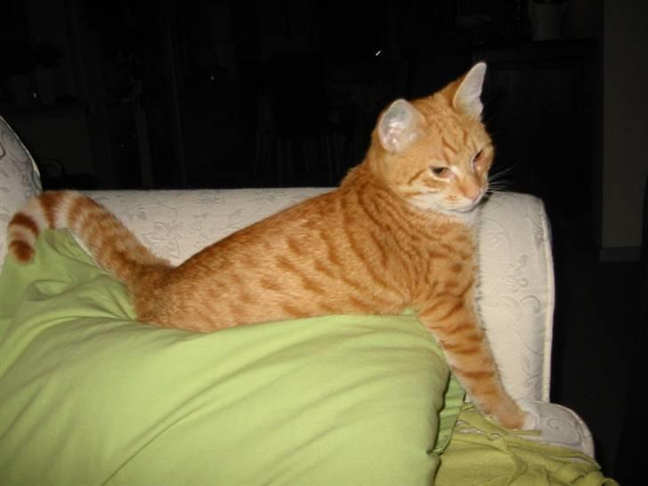 Huskat Brombass - jaja så bare lige et par billeder til  billede 7