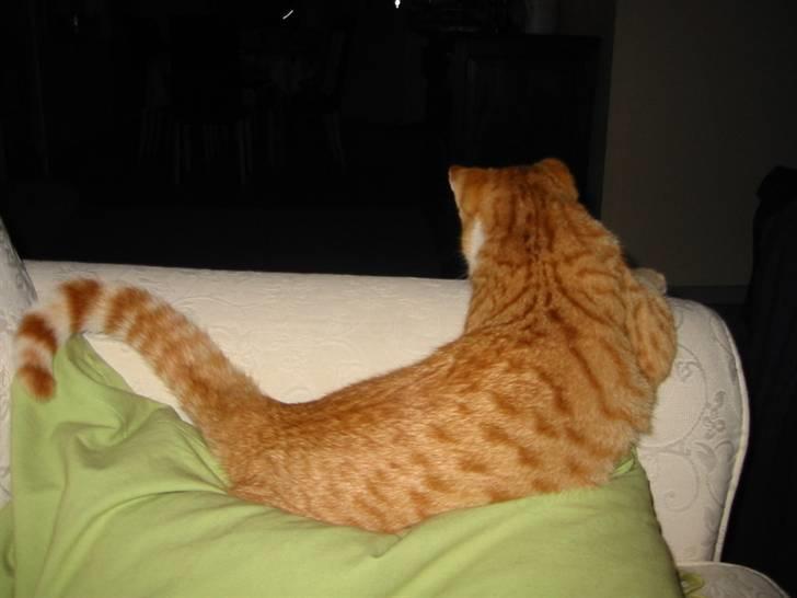 Huskat Brombass - de gir jo aldrig op de mennesker. så lad mig dog være billede 8