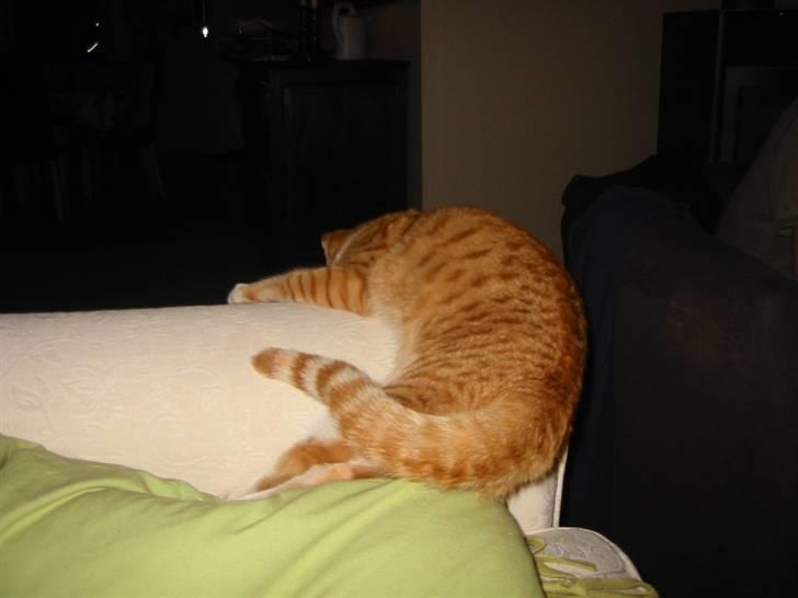 Huskat Brombass - gå nu væk pliz =) <3 billede 9