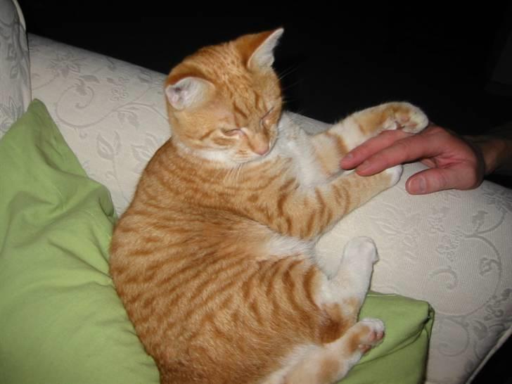 Huskat Brombass - så lad mig dog være mennesker =)<3 billede 10