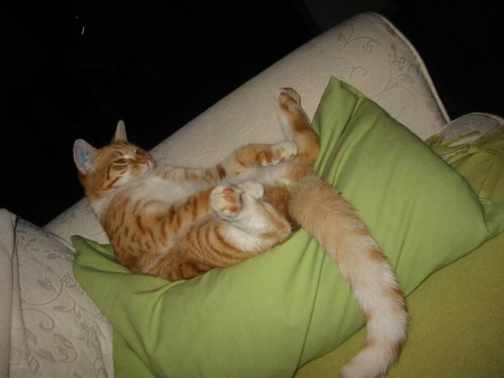 Huskat Brombass - kan man få  lidt privat liv her , jeg prøver faktis at sove her  billede 11