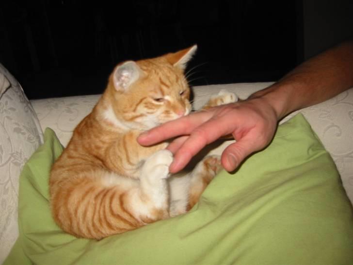 Huskat Brombass - smager du godt nej det tror jeg ikke =) billede 12