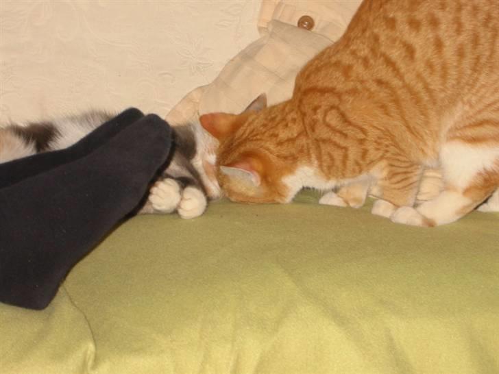 Huskat Brombass - sikke nogle stinker der er der !=) billede 13