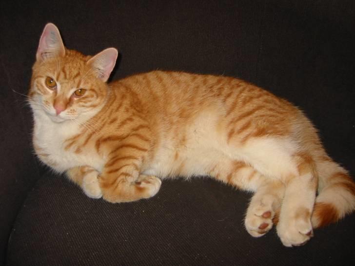 Huskat Brombass - ren hygge kan det blive bedre billede 14