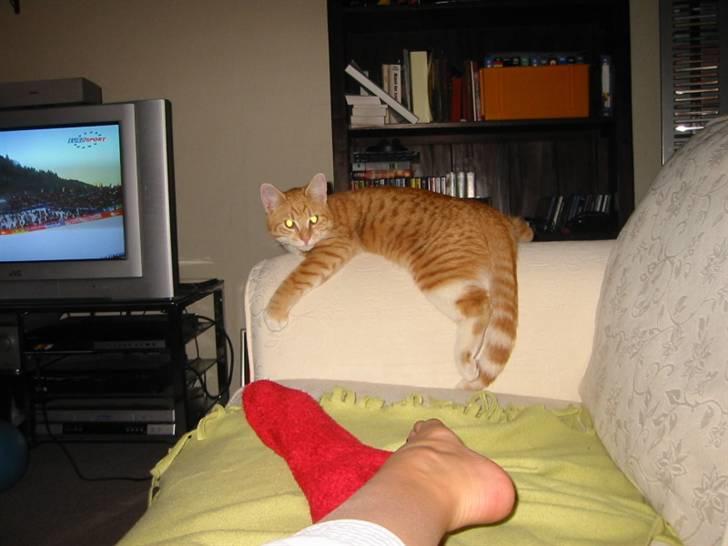 Huskat Brombass - der ligger  brom jo og mine fødder med rød sok på den ene  billede 15