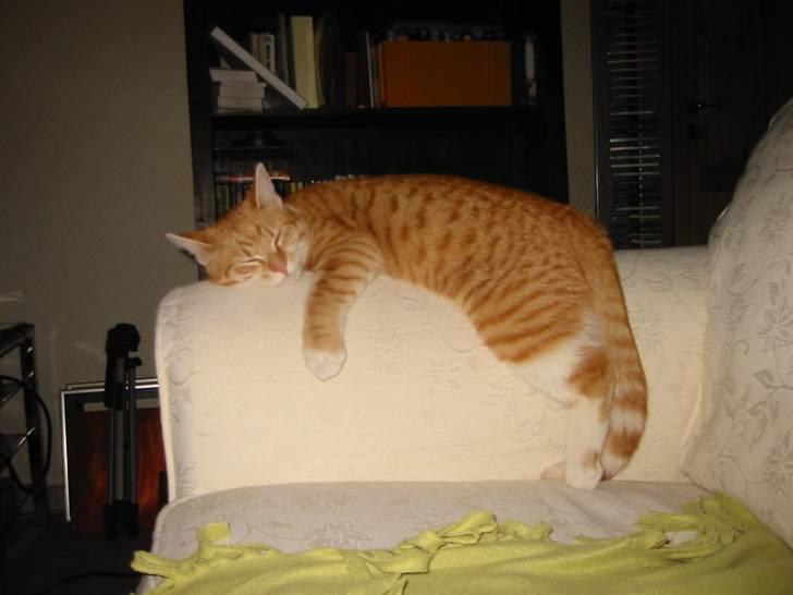 Huskat Brombass - zZzZzsnork! billede 16