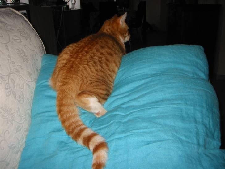 Huskat Brombass - afslapning på blå pude herligt=) billede 17