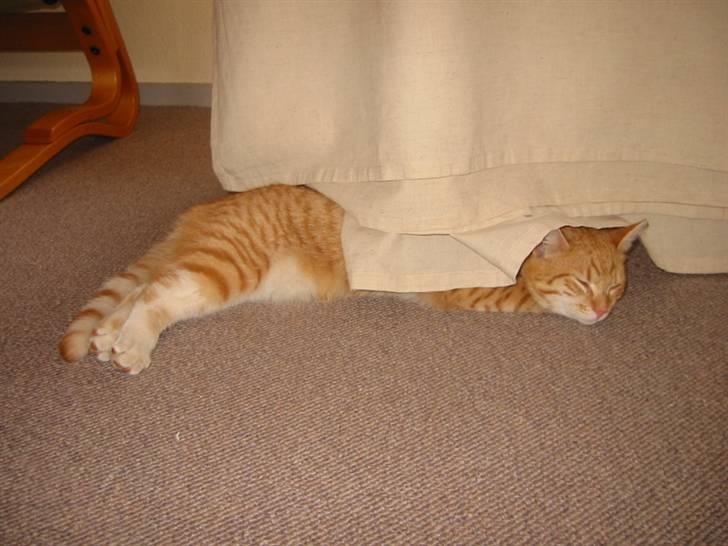 Huskat Brombass - så så man lige sin lille musser som lå og sov under sofaen  billede 18