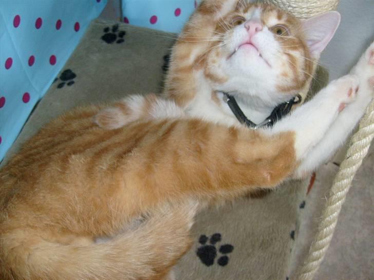 Huskat Rollo billede 19