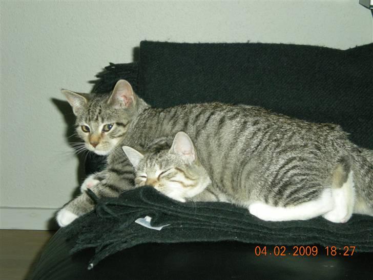 Huskat Lukas - Det er så dejligt at ligge ovenpå sin søster :-) billede 3