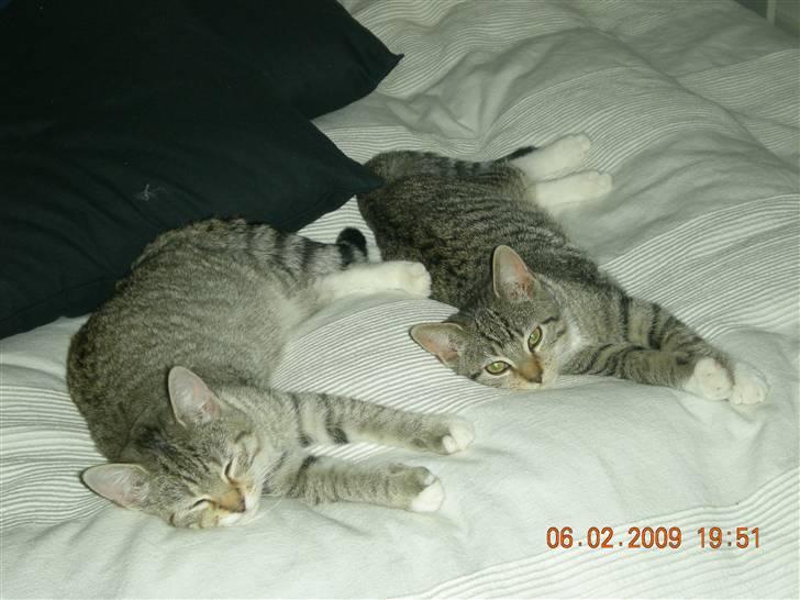 Huskat Lukas - Lullu til venstre og Lukas til højre billede 4