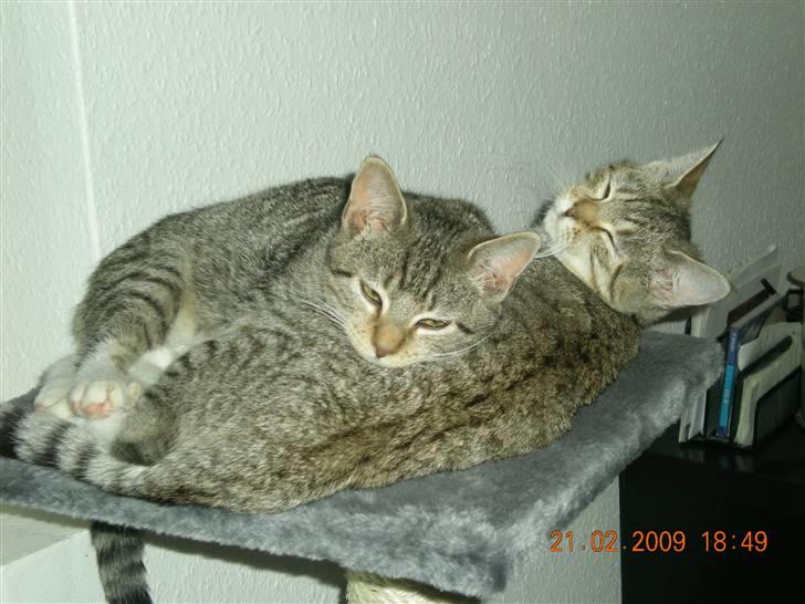 Huskat Lukas billede 6