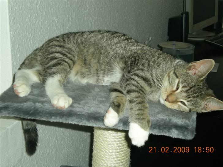 Huskat Lukas - Lukas billede 7