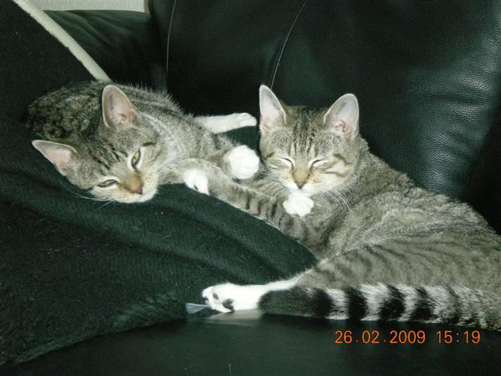 Huskat Lukas - Lukas til venstre og Lullu til højre billede 8