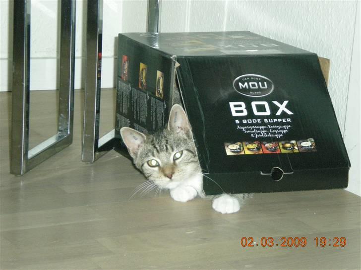 Huskat Lukas - Den er skide sjov den kasse :-) billede 10