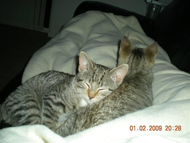 Huskat Lukas - Første dag i trygge rammer ved mor :-) billede 11