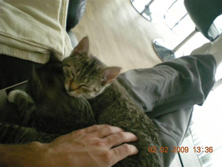 Huskat Lukas billede 12