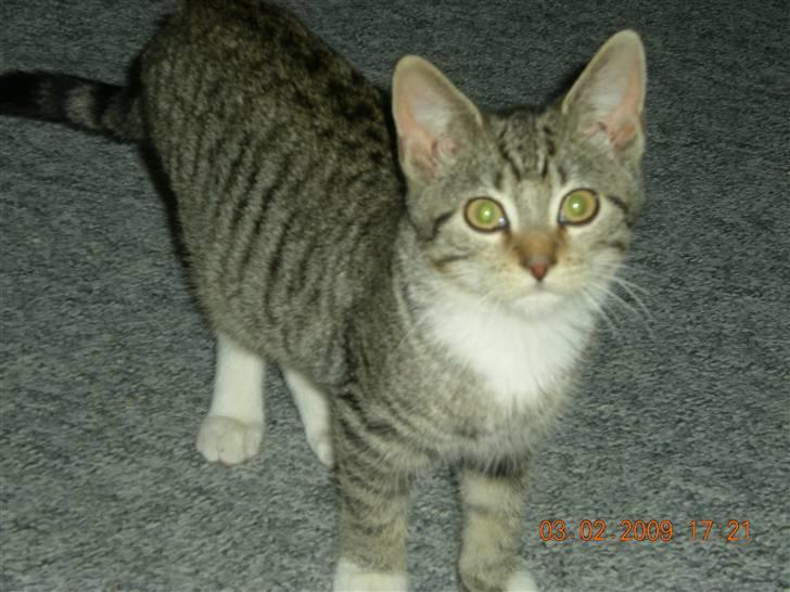 Huskat Lukas - Lukas på første dag billede 13