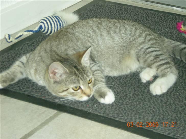 Huskat Lullu billede 1